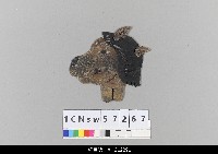 藏品(中國湖北皮影戲偶頭-牛)的圖片